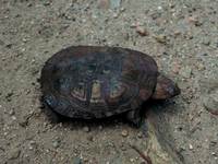 Pelomedusa subrufa subrufa - Helmeted Turtle