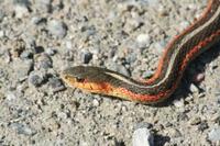 Thamnophis sirtalis parietalis