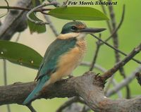 Sacred Kingfisher - Todiramphus sanctus