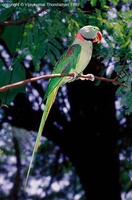 Alexandrine Parakeet - Psittacula eupatria