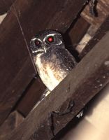 Speckled Boobook - Ninox punctulata