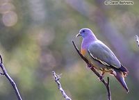 Pink-necked Green Pigeon - Treron vernans