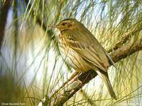 Olive-backed Pipit - Anthus hodgsoni