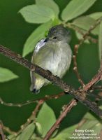 Pygmy Flowerpecker - Dicaeum pygmaeum