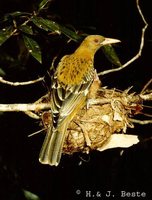 Green Oriole - Oriolus flavocinctus