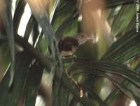 Sangihe Shrike-thrush - Colluricincla sanghirensis