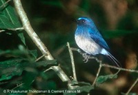 White-bellied Blue Flycatcher - Cyornis pallipes