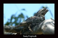 Tawny Frogmouth