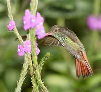 Rufous-tailed Hummingbird (Amazilia tzacatl) photo