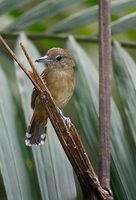 Western Slaty Antshrike (Thamnophilus atrinucha) photo