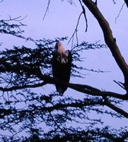 African Fish-Eagle - Haliaeetus vocifer