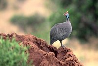 Helmeted Guineafowl - Numida meleagris