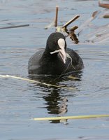 Eurasian Coot - Fulica atra