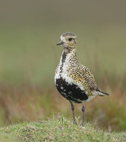 European Golden-Plover (Pluvialis apricaria) photo