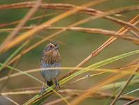 Nelson's Sharp-tailed Sparrow (Ammodramus nelsoni) photo