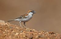 Cape Verde Sparrow (Passer iagoensis) photo