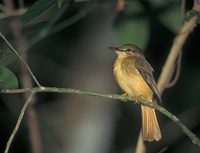 Northern Royal Flycatcher (Onychorynchus coronatus) photo