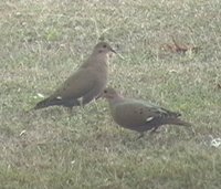 Zenaida Dove - Zenaida aurita