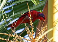 Black-winged Lory - Eos cyanogenia