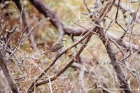 Horsfield's Bronze-Cuckoo - Chrysococcyx basalis