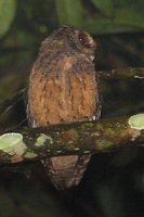 Tawny-bellied Screech-Owl - Megascops watsonii