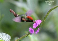 Tufted Coquette - Lophornis ornatus