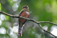 Collared Trogon - Trogon collaris