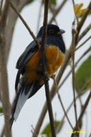 Surucua Trogon - Trogon surrucura