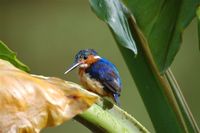 Malagasy Kingfisher - Alcedo vintsioides