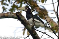 Oriental Pied-Hornbill - Anthracoceros albirostris