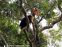 Knobbed Hornbill - Aceros cassidix