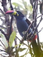 Gray-breasted Mountain-Toucan - Andigena hypoglauca