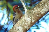 Red-crowned Woodpecker - Melanerpes rubricapillus