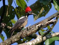 Lineated Woodpecker - Dryocopus lineatus