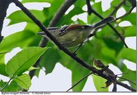 Rufous-winged Antwren - Herpsilochmus rufimarginatus