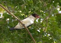 Black-tailed Tityra - Tityra cayana