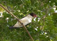 Black-tailed Tityra - Tityra cayana