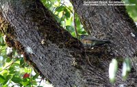 Eyebrowed Thrush - Turdus obscurus