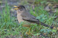 Austral Thrush - Turdus falcklandii