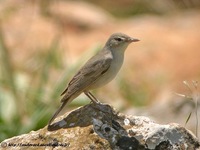 Upcher's Warbler - Hippolais languida