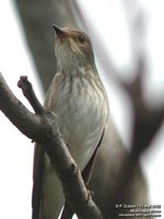 Spotted Flycatcher - Muscicapa striata