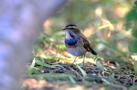 Bluethroat - Luscinia svecica