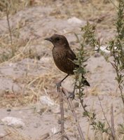 Southern Anteater-Chat - Myrmecocichla formicivora