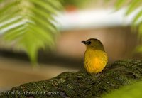 Bornean Whistler - Pachycephala hypoxantha