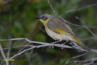 Gray-headed Honeyeater - Lichenostomus keartlandi