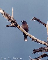 Little Woodswallow - Artamus minor