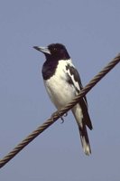 Pied Butcherbird - Cracticus nigrogularis