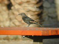 Tristram's Starling - Onychognathus tristramii