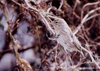 Red Bishop - Euplectes orix