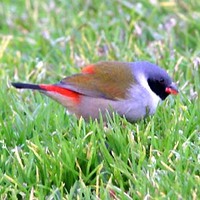 Swee Waxbill - Estrilda melanotis